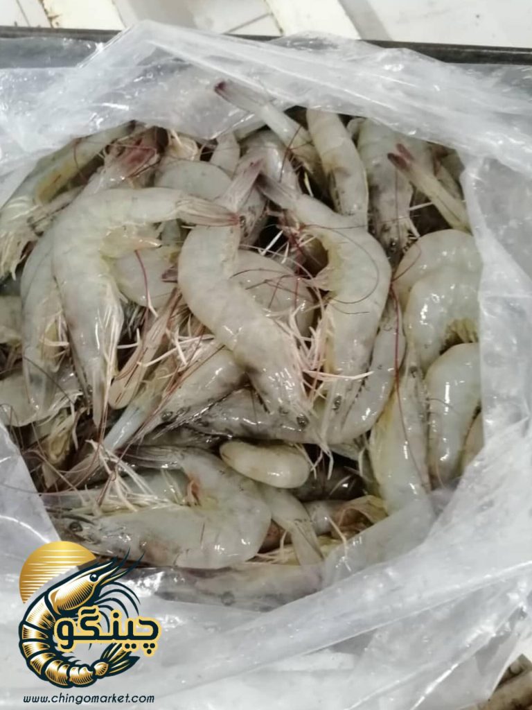 میگو جنوب پرورشی