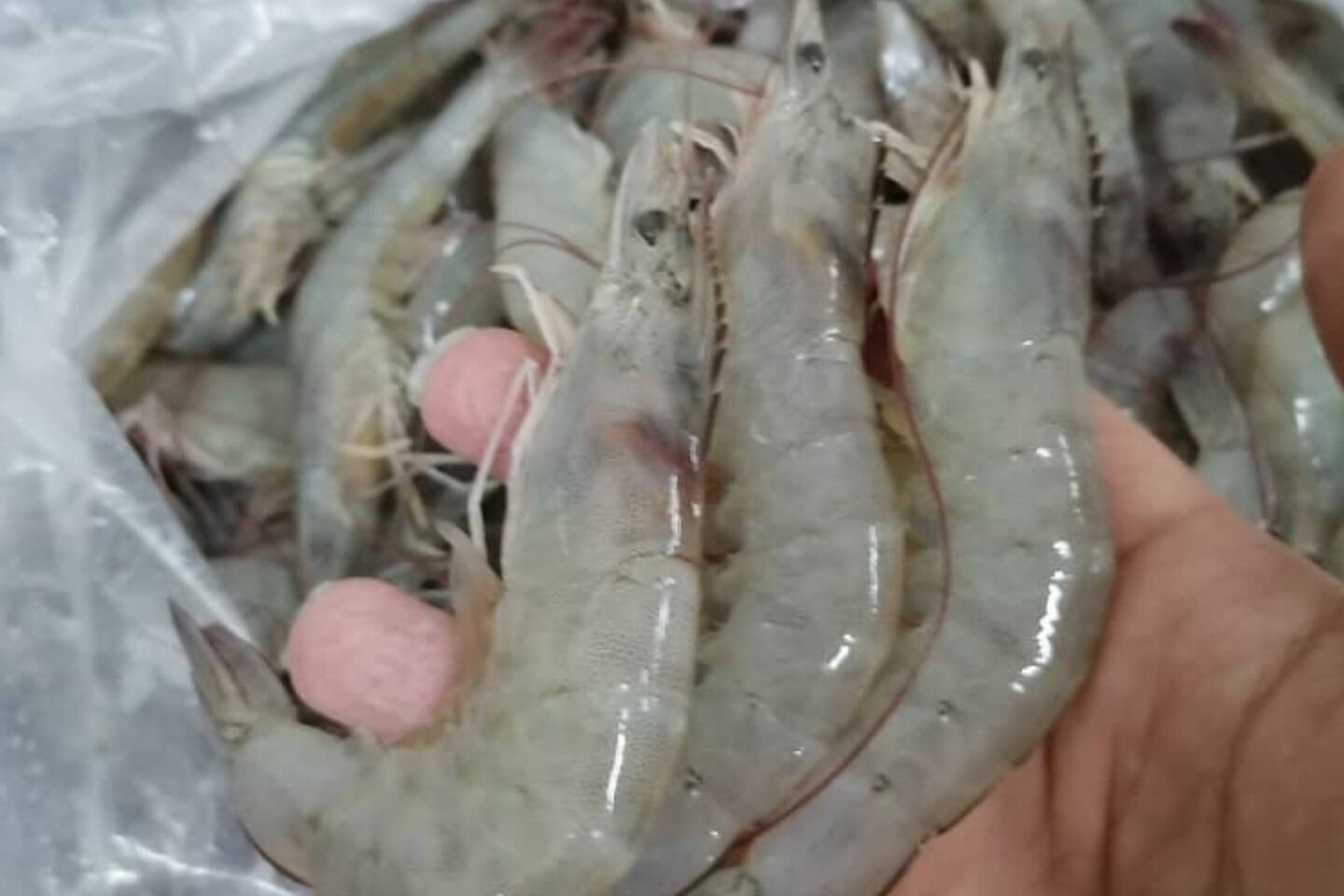 میگو ریز صادراتی