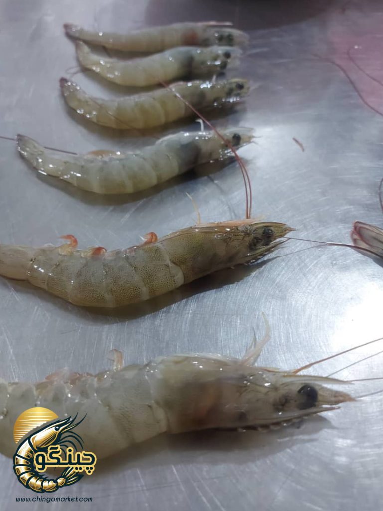 میگو صادراتی عمده