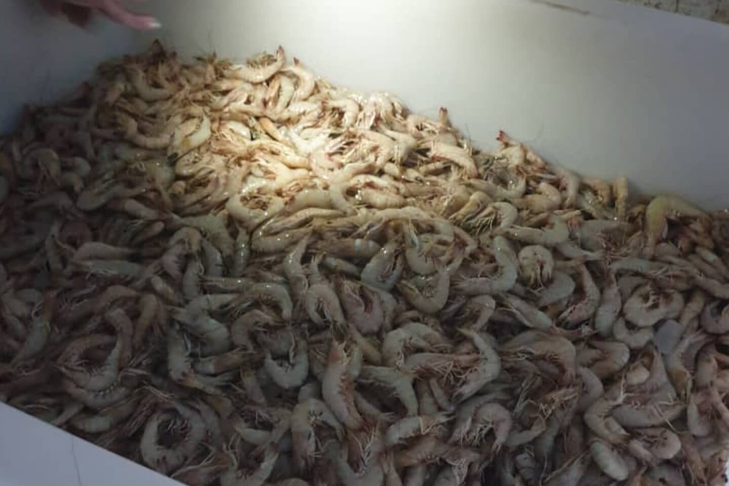 میگو عمده بوشهر