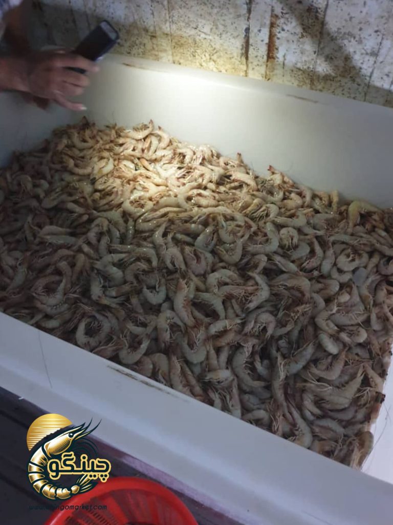 میگو عمده صادراتی