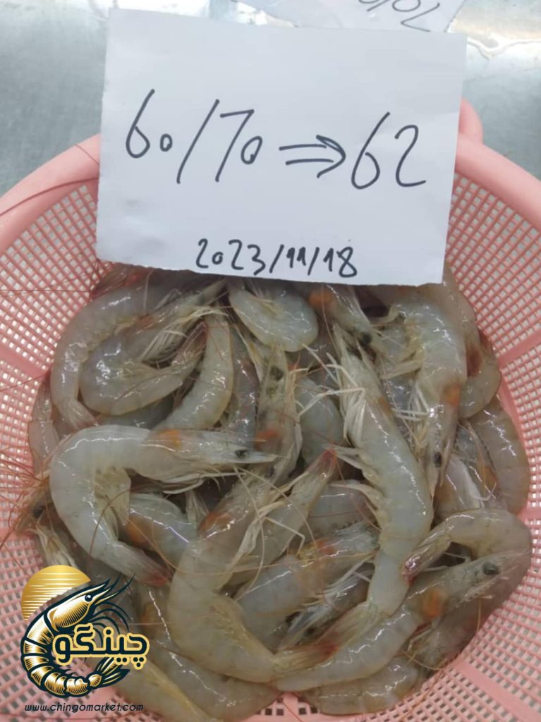 میگو ریز صادراتی