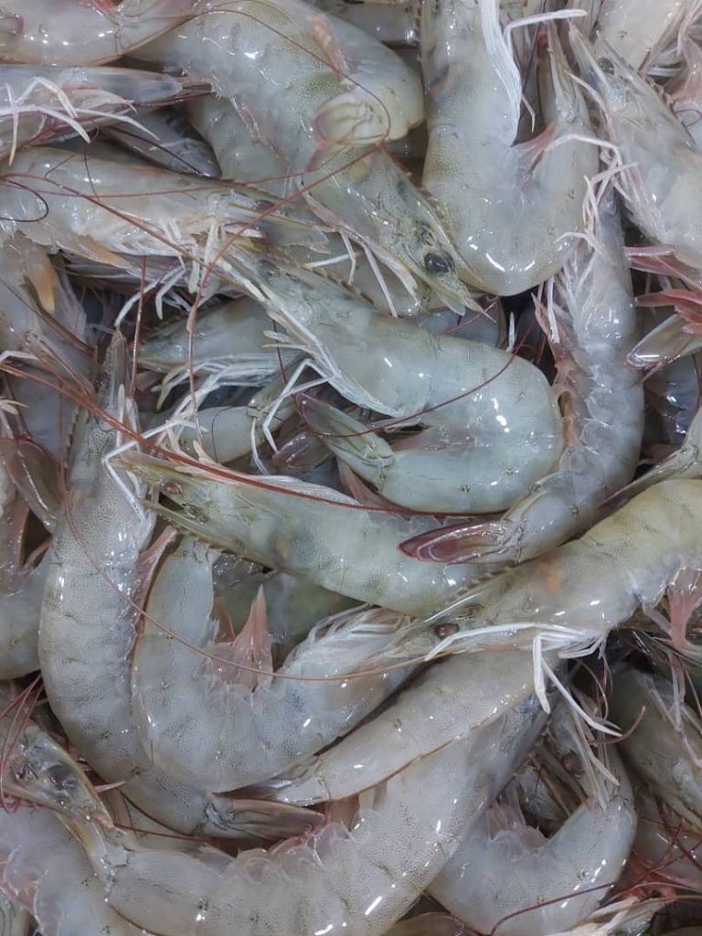 میگوی وانامی صادراتی