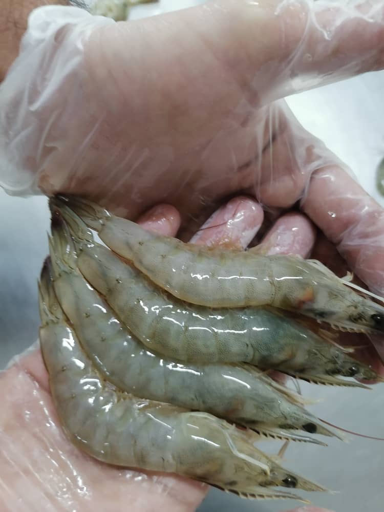 میگوی وانامی درجه 1