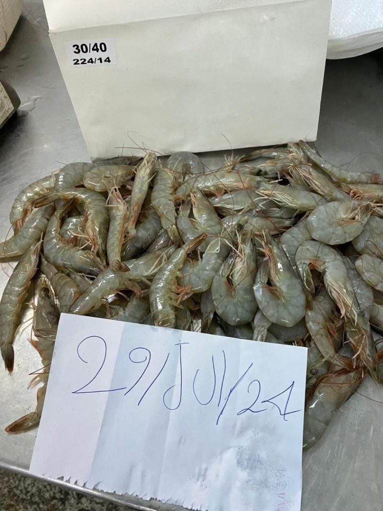 خرید عمده میگوی صادراتی بوشهر