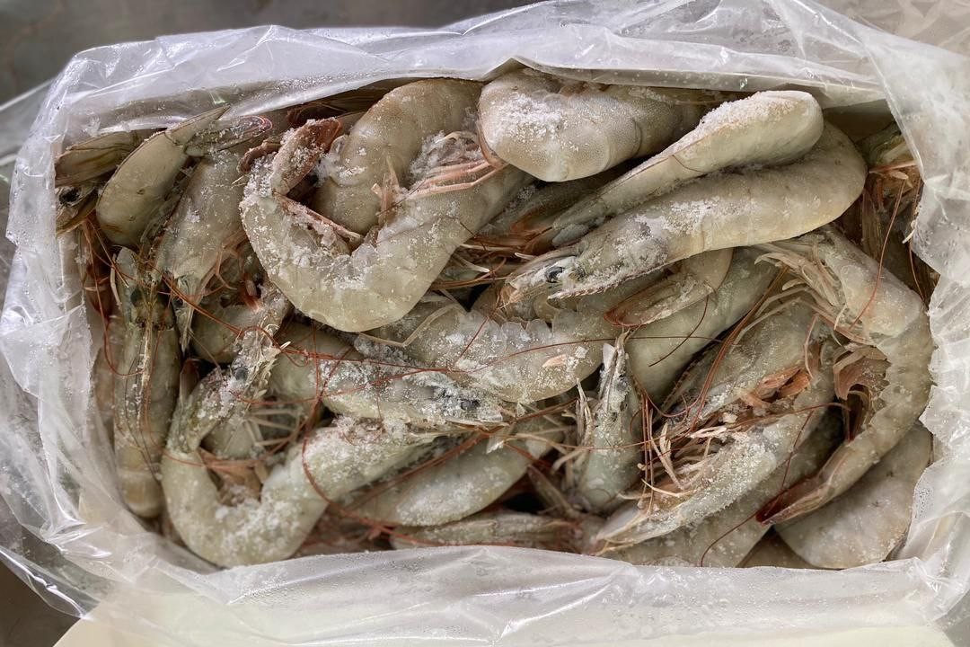 میگوی صادراتی بوشهر