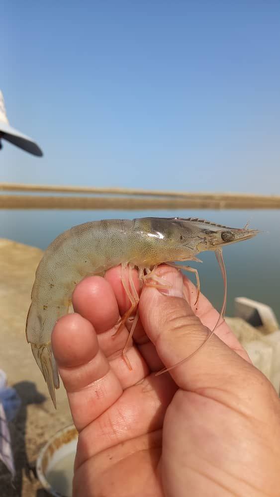 میگوی صادراتی بوشهر عمده